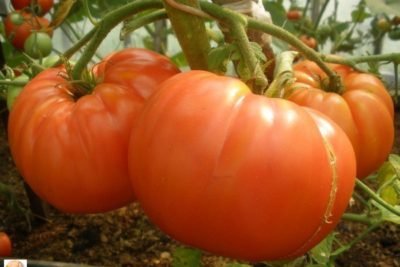 Листва у томатов — удалять или нет? Все о пасынковании овощей