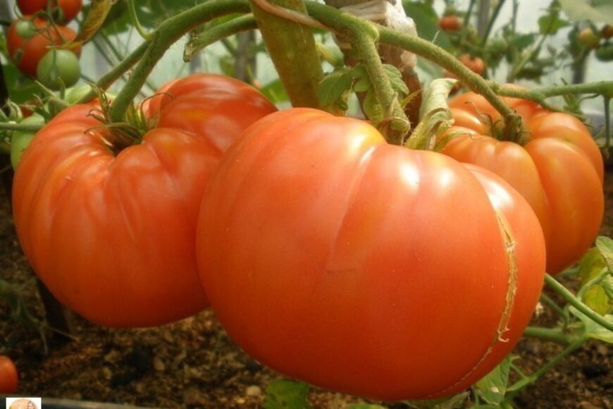Листва у томатов — удалять или нет? Все о пасынковании овощей