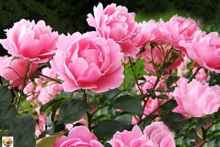 Почему мы советуем посадить именно розовые пионы?